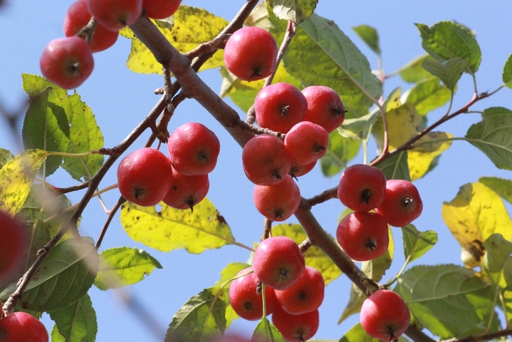 2025年10月27日，江苏南通，成熟的海棠果挂满枝头，红艳饱满的果实如小灯笼般点缀秋色，在枝叶间摇曳，显得格外诱人。