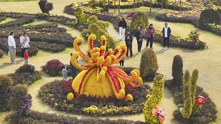 2025年10月29日，江苏徐州，游客在徐州园博园内欣赏菊艺造型景观。