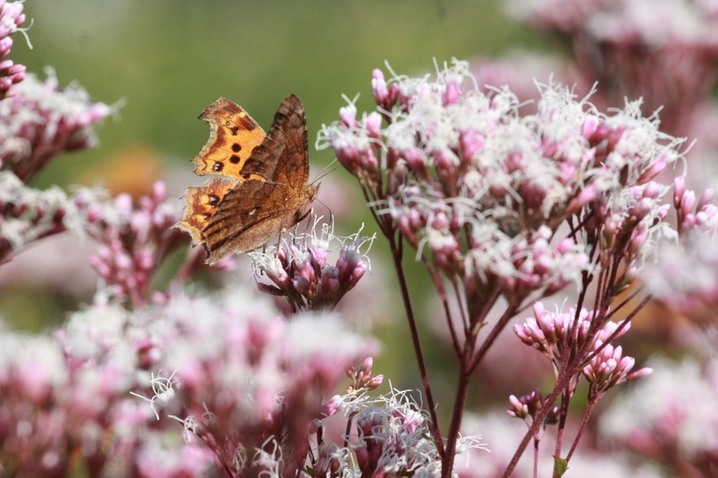 2025年10月29日，江苏南通，生态园内佩兰绽放，吸引蝴蝶驻足。