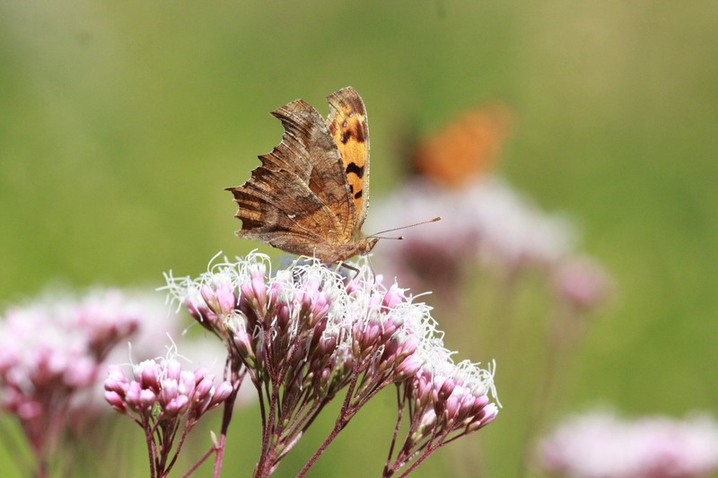 2025年10月29日，江苏南通，生态园内佩兰绽放，吸引蝴蝶驻足。