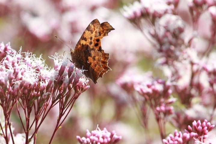 2025年10月29日，江苏南通，生态园内佩兰绽放，吸引蝴蝶驻足。