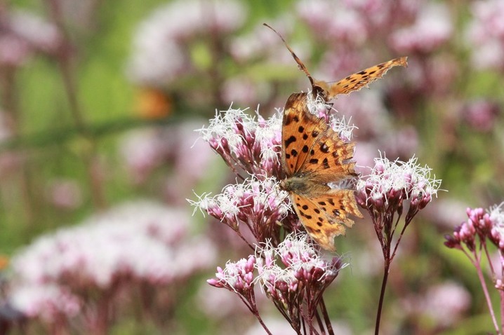 2025年10月29日，江苏南通，生态园内佩兰绽放，吸引蝴蝶驻足。