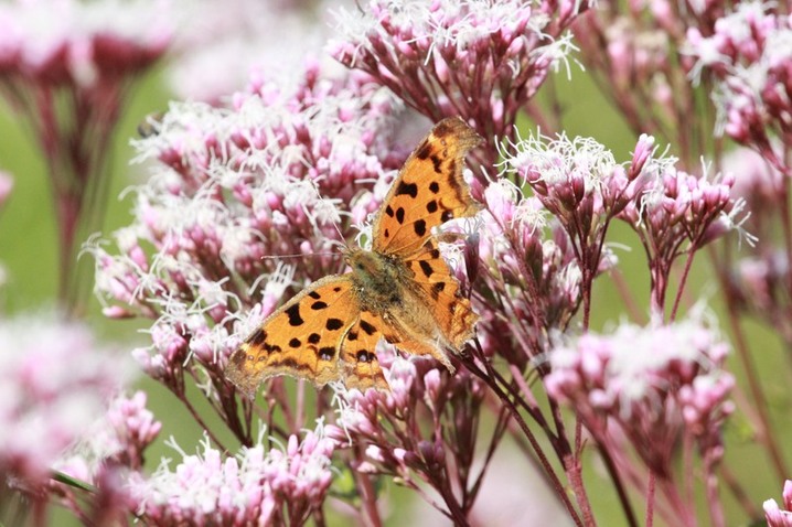 2025年10月29日，江苏南通，生态园内佩兰绽放，吸引蝴蝶驻足。