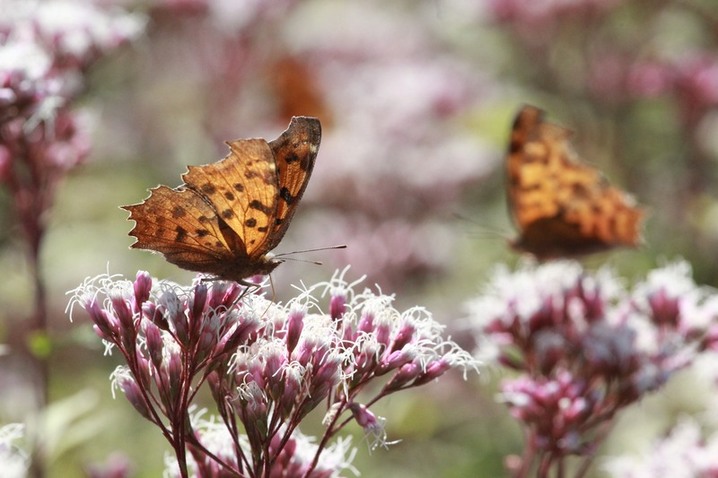 2025年10月29日，江苏南通，生态园内佩兰绽放，吸引蝴蝶驻足。视觉中国