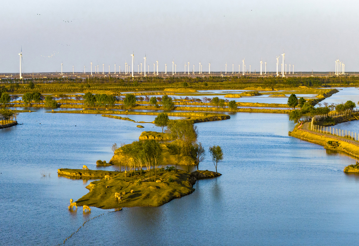2025年10月28日，江苏省盐城市大丰区野鹿荡，碧水环伺的洲屿间，国家一级保护动物麋鹿或临水啜饮、或卧草休憩。