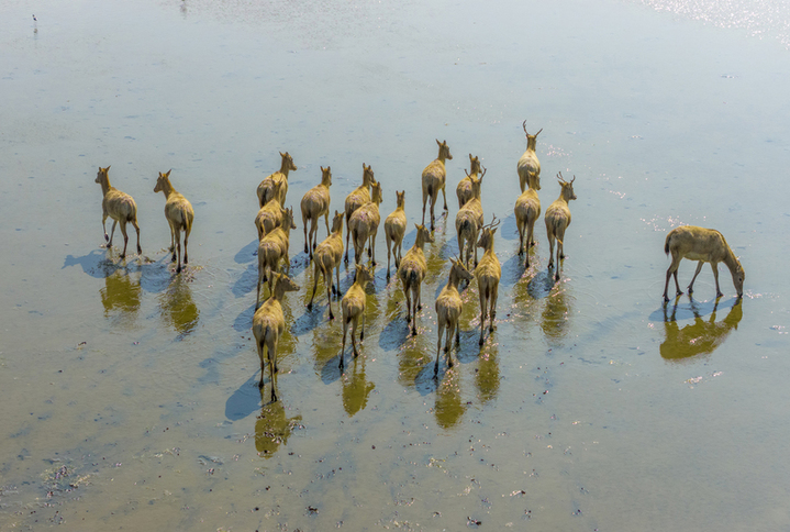 2025年10月28日，江苏省盐城市大丰区野鹿荡，一群国家一级保护动物麋鹿在水中奔跑嬉戏。