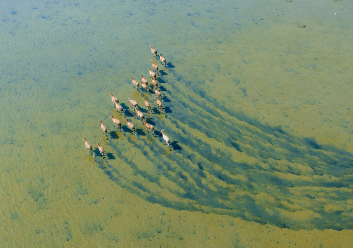 2025年10月28日，江苏省盐城市大丰区野鹿荡，一群国家一级保护动物麋鹿在水中奔跑嬉戏。