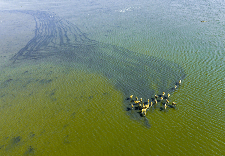 2025年10月28日，江苏省盐城市大丰区野鹿荡，一群国家一级保护动物麋鹿在水中奔跑嬉戏。