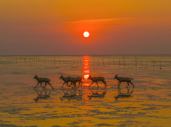 2025年10月28日，江苏省盐城市大丰区野鹿荡，几只国家一级保护动物麋鹿在晨光中奔跑嬉戏。