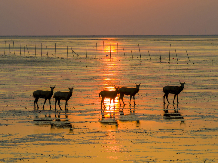 2025年10月28日，江苏省盐城市大丰区野鹿荡，几只国家一级保护动物麋鹿在晨光中奔跑嬉戏。
