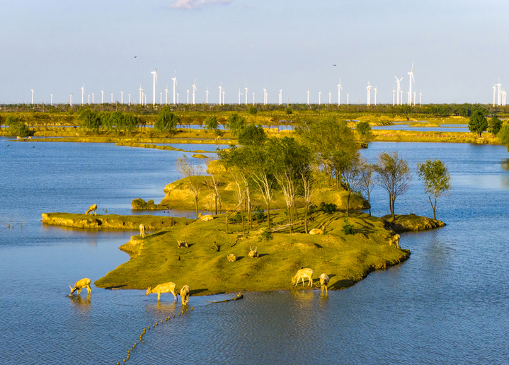 2025年10月28日，江苏省盐城市大丰区野鹿荡，碧水环伺的洲屿间，国家一级保护动物麋鹿或临水啜饮、或卧草休憩。远处成排的白色风力发电机组迎风转动，与蓝天、碧水、生灵相映成趣，既显生态保护之效，亦展绿色能源之美，一幅人与自然共生的画卷在此舒展。视觉中国
