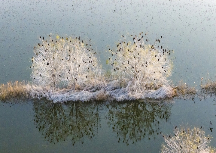  2025年12月8日，江苏省宿迁市泗洪洪泽湖湿地临淮段尽显冬日生态之美。大批野生鸬鹚成群栖息在枝头，或静立休憩或翩然翻飞，与清澈的湖水、苍茫的湿地相映成趣。