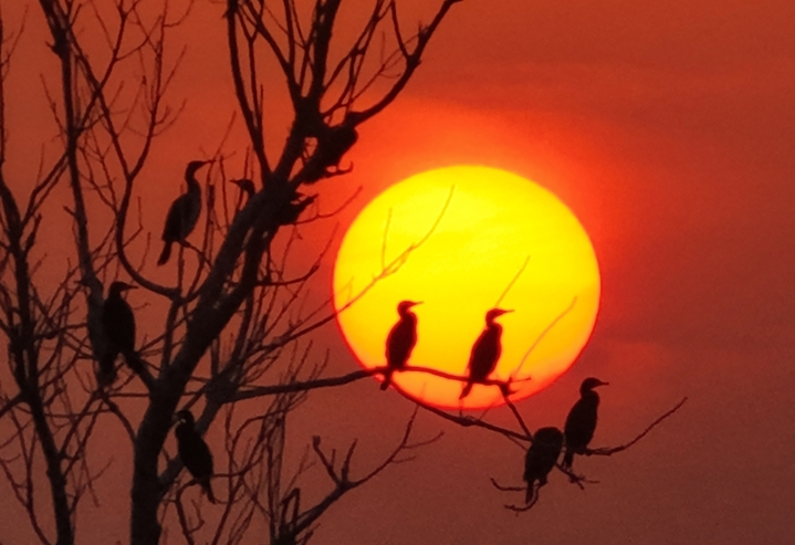  2025年12月8日，江苏省宿迁市泗洪洪泽湖湿地临淮段尽显冬日生态之美。大批野生鸬鹚成群栖息在枝头，或静立休憩或翩然翻飞，与清澈的湖水、苍茫的湿地相映成趣。张连华/IC photo