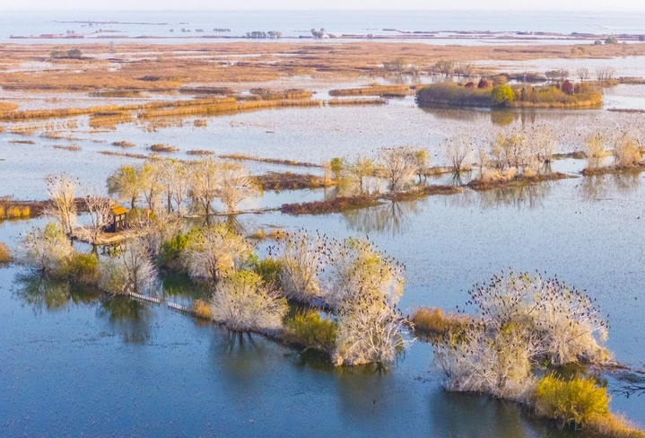  2025年12月8日，江苏省宿迁市泗洪洪泽湖湿地临淮段尽显冬日生态之美。大批野生鸬鹚成群栖息在枝头，或静立休憩或翩然翻飞，与清澈的湖水、苍茫的湿地相映成趣。