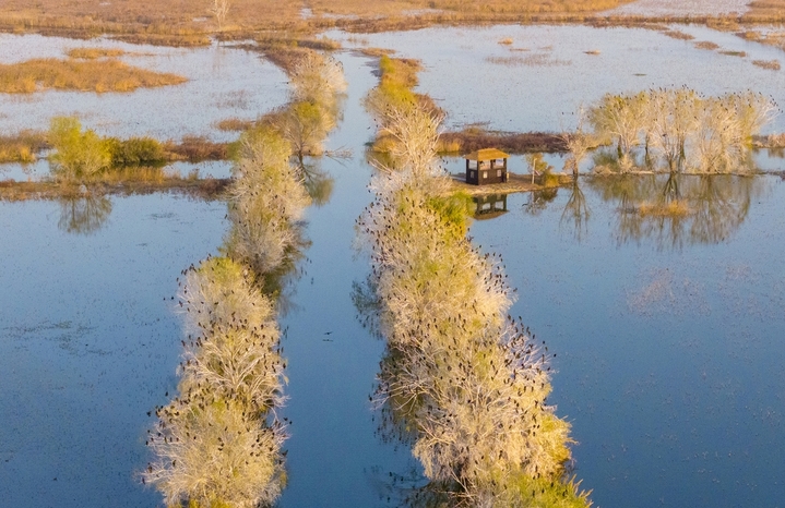  2025年12月8日，江苏省宿迁市泗洪洪泽湖湿地临淮段尽显冬日生态之美。大批野生鸬鹚成群栖息在枝头，或静立休憩或翩然翻飞，与清澈的湖水、苍茫的湿地相映成趣。