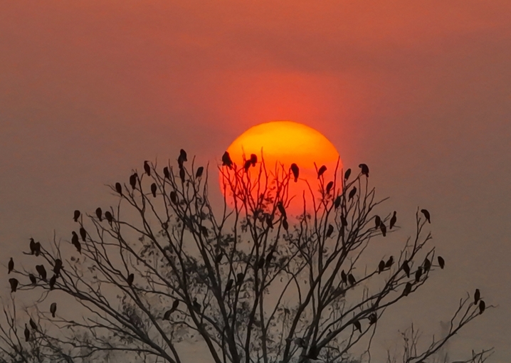  2025年12月8日，江苏省宿迁市泗洪洪泽湖湿地临淮段尽显冬日生态之美。大批野生鸬鹚成群栖息在枝头，或静立休憩或翩然翻飞，与清澈的湖水、苍茫的湿地相映成趣。
