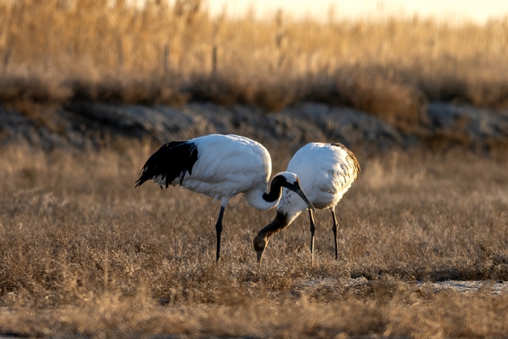 2025年12月9日 ，黑龙江省大庆市林甸县红旗镇，东扎龙保护区国家一级野生保护动物丹顶鹤，在草原上觅食栖息。