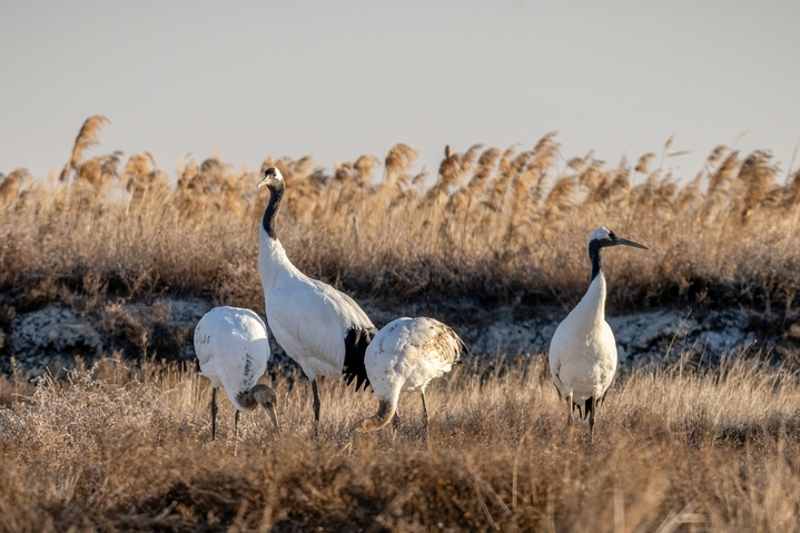 2025年12月9日 ，黑龙江省大庆市林甸县红旗镇，东扎龙保护区国家一级野生保护动物丹顶鹤，在草原上觅食栖息。