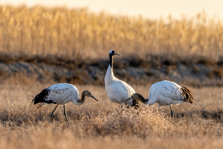 2025年12月9日 ，黑龙江省大庆市林甸县红旗镇，东扎龙保护区国家一级野生保护动物丹顶鹤，在草原上觅食栖息。