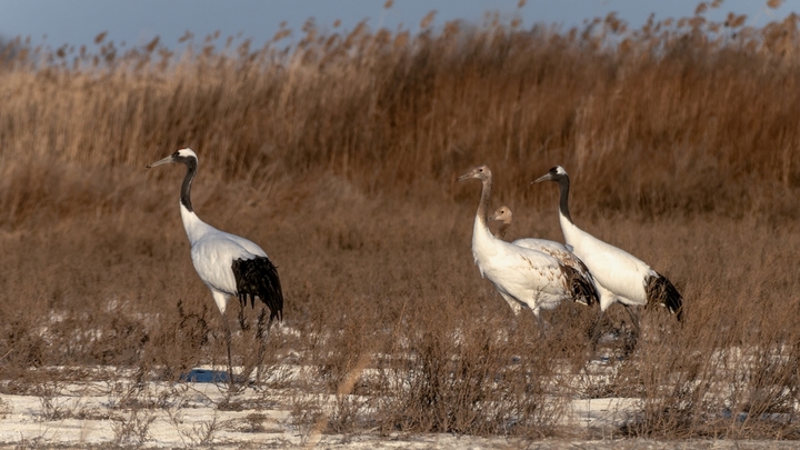 2025年12月9日 ，黑龙江省大庆市林甸县红旗镇，东扎龙保护区国家一级野生保护动物丹顶鹤，在草原上觅食栖息。