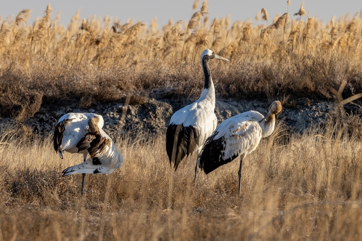 2025年12月9日 ，黑龙江省大庆市林甸县红旗镇，东扎龙保护区国家一级野生保护动物丹顶鹤，在草原上觅食栖息。池世永/IC photo