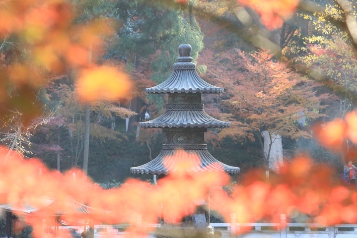 2025年12月9日 ，江苏南京栖霞山枫叶现已进入最佳观赏期，呈现出深红与飘丹交织的浪漫景象。偶遇景区给树木浇水，水雾透过光线穿过水雾形成的光柱营造出梦幻的丁达尔效应，与漫山遍野的红叶相映成趣，尤为迷人。
 