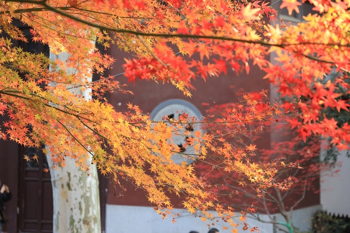 2025年12月9日 ，江苏南京栖霞山枫叶现已进入最佳观赏期，呈现出深红与飘丹交织的浪漫景象。偶遇景区给树木浇水，水雾透过光线穿过水雾形成的光柱营造出梦幻的丁达尔效应，与漫山遍野的红叶相映成趣，尤为迷人。
 