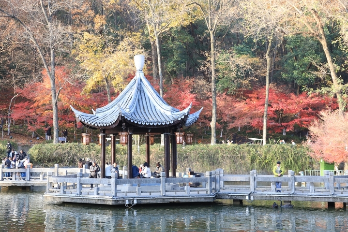 2025年12月9日 ，江苏南京栖霞山枫叶现已进入最佳观赏期，呈现出深红与飘丹交织的浪漫景象。偶遇景区给树木浇水，水雾透过光线穿过水雾形成的光柱营造出梦幻的丁达尔效应，与漫山遍野的红叶相映成趣，尤为迷人。
 