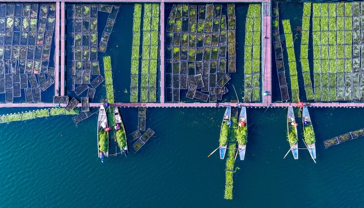2025年12月10日，浙江省杭州市淳安县千岛湖南山生态浮岛上，工作人员在栽植适合冬季生长的水生水芹菜。杨波/IC photo
