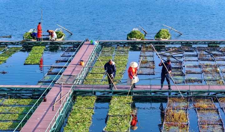 2025年12月10日，浙江省杭州市淳安县千岛湖南山生态浮岛上，工作人员在栽植适合冬季生长的水生水芹菜。
