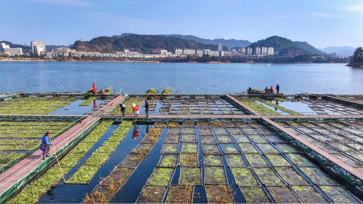 2025年12月10日，浙江省杭州市淳安县千岛湖南山生态浮岛上，工作人员在栽植适合冬季生长的水生水芹菜。
