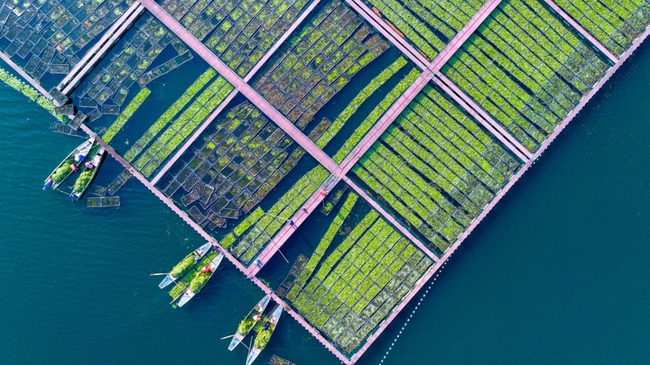 2025年12月10日，浙江省杭州市淳安县千岛湖南山生态浮岛上，工作人员在栽植适合冬季生长的水生水芹菜。
