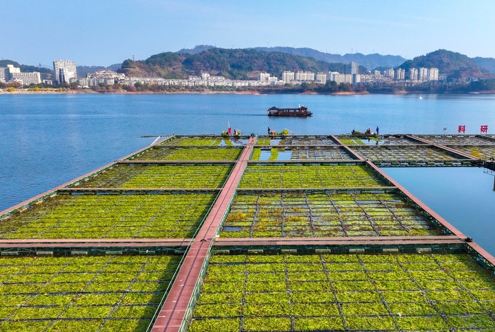 2025年12月10日，浙江省杭州市淳安县千岛湖南山生态浮岛上，工作人员在栽植适合冬季生长的水生水芹菜。
