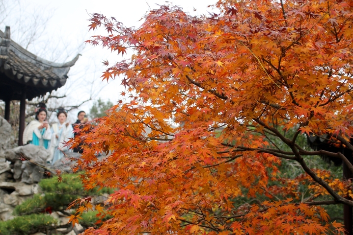 2025年12月21日，游客在苏州古典园林怡园内观赏“枫”景。