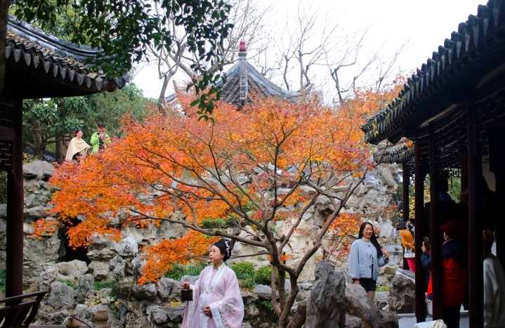 2025年12月21日，游客在苏州古典园林怡园内观赏“枫”景。
