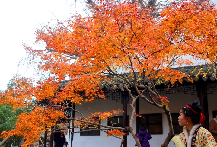 2025年12月21日，游客在苏州古典园林怡园内观赏“枫”景。