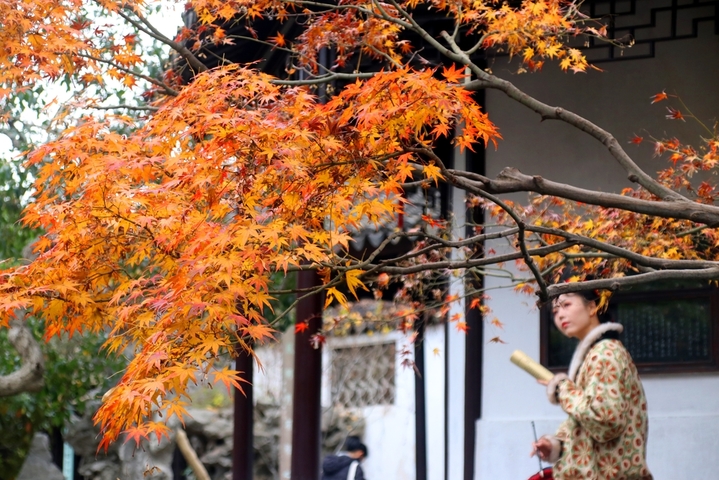 2025年12月21日，游客在苏州古典园林怡园内观赏“枫”景。