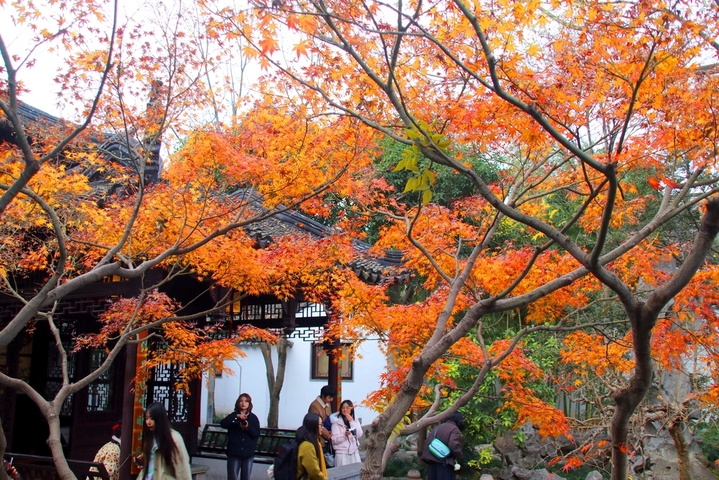 2025年12月21日冬至，苏州古典园林怡园内一棵枫树仍满枝绯红，在冬日里格外夺目。这抹艳丽“枫”景吸引众多游客慕名前来打卡拍照，为古城冬至增添了一抹灵动的诗意色彩。王建康/IC photo
