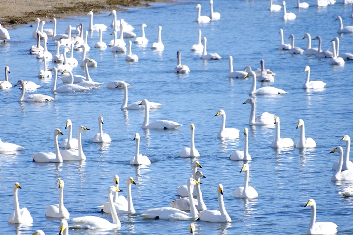 2025年12月17日，山东荣成，上千只迁徙大天鹅在烟墩角栖息。曾宇/IC photo
