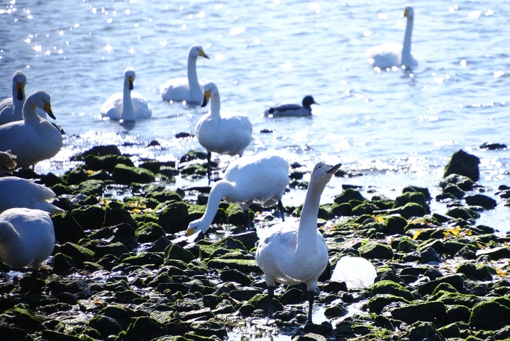 2025年12月17日，山东荣成，上千只迁徙大天鹅在烟墩角栖息。
