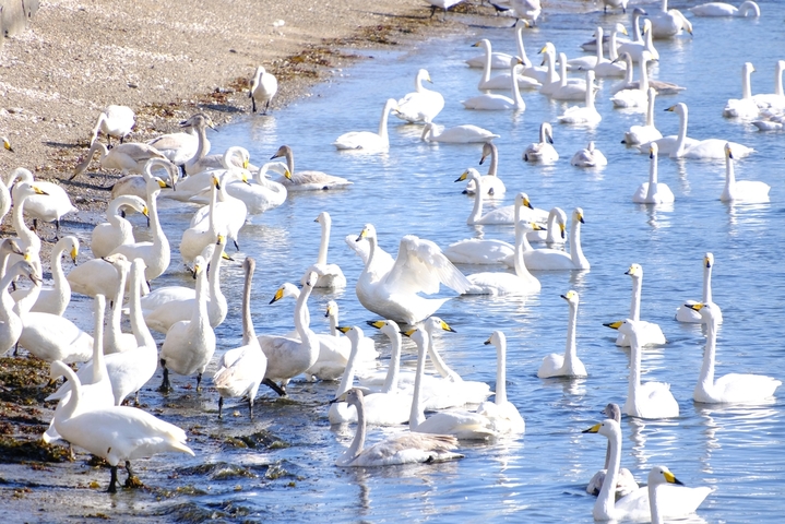 2025年12月17日，山东荣成，上千只迁徙大天鹅在烟墩角栖息。
