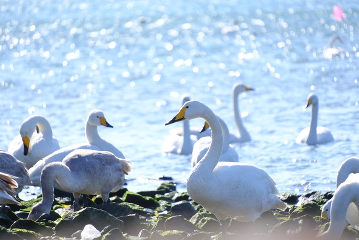 2025年12月17日，山东荣成，上千只迁徙大天鹅在烟墩角栖息。
