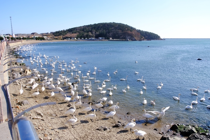 2025年12月17日，山东荣成，上千只迁徙大天鹅在烟墩角栖息。
