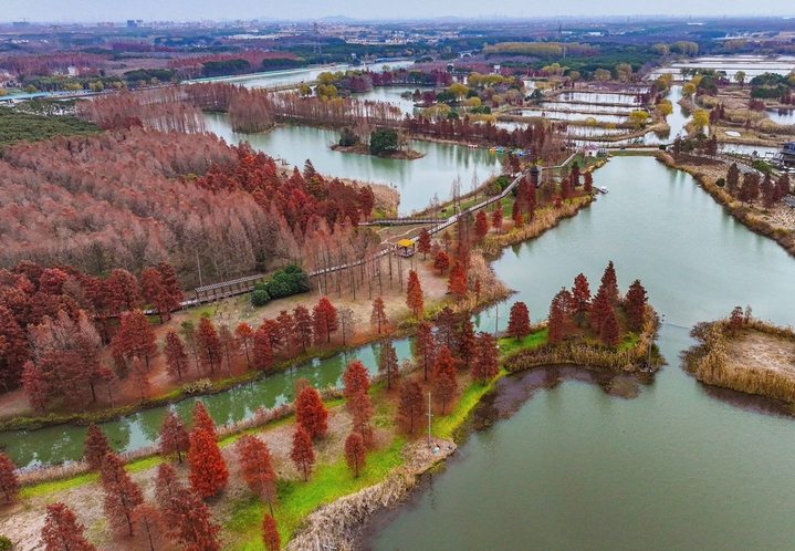 2025年12月23日，上海，又到了水杉最美的深秋时节，在青西郊野公园的生态保育区，焦糖色的池杉林倒影在湿地，让这幅美拉德色的画卷“活”起来了！最美的“”水上森林”位于公园东北部，这里的池杉被称作“活化石植物”。