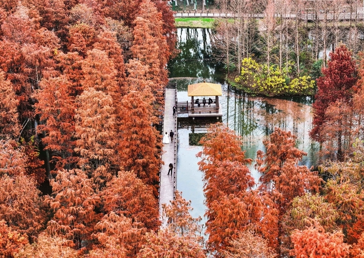 2025年12月23日，上海，又到了水杉最美的深秋时节，在青西郊野公园的生态保育区，焦糖色的池杉林倒影在湿地，让这幅美拉德色的画卷“活”起来了！最美的“”水上森林”位于公园东北部，这里的池杉被称作“活化石植物”。