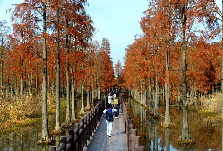 2025年12月23日，上海，又到了水杉最美的深秋时节，在青西郊野公园的生态保育区，焦糖色的池杉林倒影在湿地，让这幅美拉德色的画卷“活”起来了！最美的“”水上森林”位于公园东北部，这里的池杉被称作“活化石植物”。IC photo