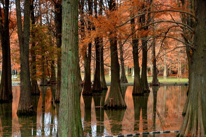 2025年12月23日，上海，又到了水杉最美的深秋时节，在青西郊野公园的生态保育区，焦糖色的池杉林倒影在湿地，让这幅美拉德色的画卷“活”起来了！最美的“”水上森林”位于公园东北部，这里的池杉被称作“活化石植物”。