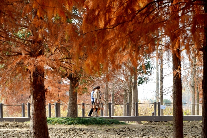 2025年12月23日，上海，又到了水杉最美的深秋时节，在青西郊野公园的生态保育区，焦糖色的池杉林倒影在湿地，让这幅美拉德色的画卷“活”起来了！最美的“”水上森林”位于公园东北部，这里的池杉被称作“活化石植物”。