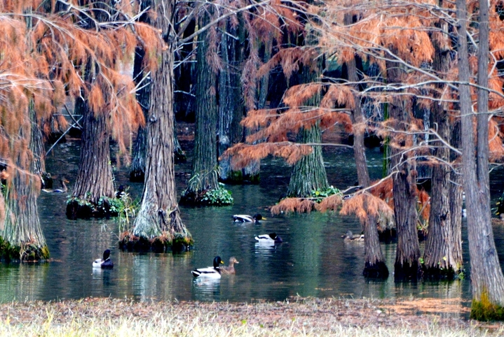 2025年12月23日，上海，又到了水杉最美的深秋时节，在青西郊野公园的生态保育区，焦糖色的池杉林倒影在湿地，让这幅美拉德色的画卷“活”起来了！最美的“”水上森林”位于公园东北部，这里的池杉被称作“活化石植物”。