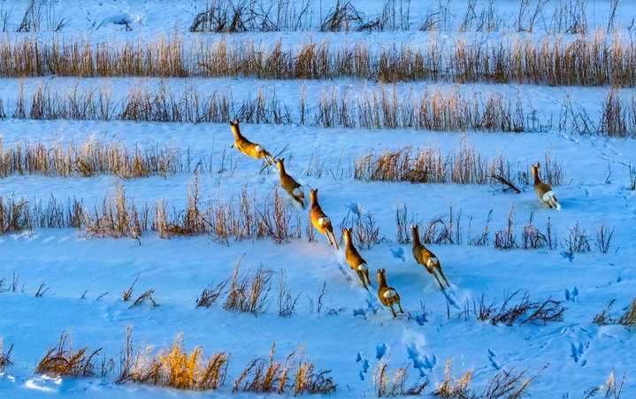 2025年12月28日，野生狍子在兴安盟阿尔山市天池镇的雪原上奔跑（无人机照片）。